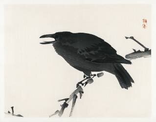 Crow (Kono Barei) - Muzeo.com