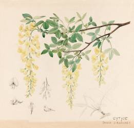 Cytises (Emile Gallé) - Muzeo.com