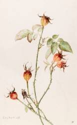 Eglantier - Rosa (Emile Gallé) - Muzeo.com