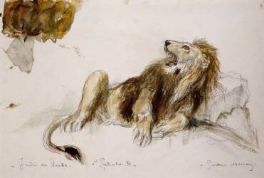 Etude de lion (Gustave Moreau) - Muzeo.com