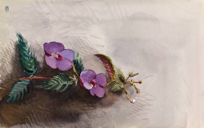 Fleurs (anonymous) - Muzeo.com