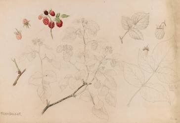 Framboisier (Emile Gallé) - Muzeo.com