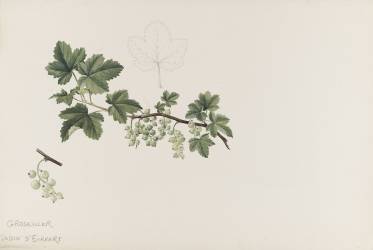 Groseillier (Emile Gallé) - Muzeo.com