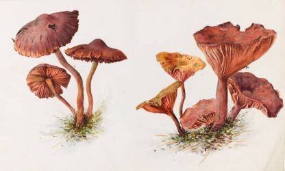 Mousserons et chanterelles (Emile Gallé) - Muzeo.com