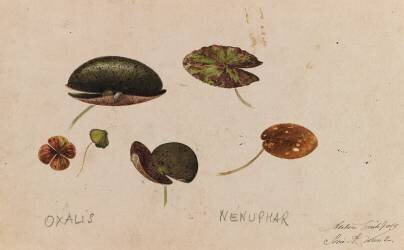 Oxalys et nénuphar (Emile Gallé) - Muzeo.com