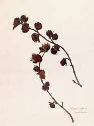 Parrotie (Emile Gallé) - Muzeo.com