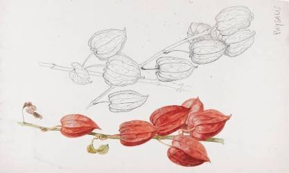 Physalis - Physalis alkekengi (Emile Gallé) - Muzeo.com