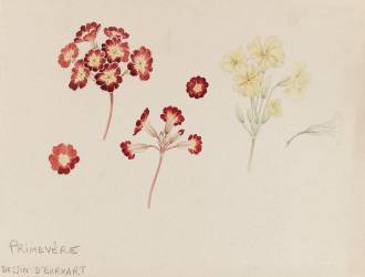 Primevères (Emile Gallé) - Muzeo.com