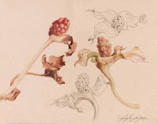 Saxifrage (?) (Emile Gallé) - Muzeo.com