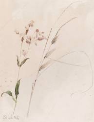 Silène (Emile Gallé) - Muzeo.com