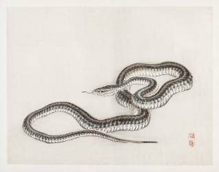 Snake (Kono Barei) - Muzeo.com