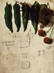 Cherries and peas (Leonardo da Vinci) - Muzeo.com