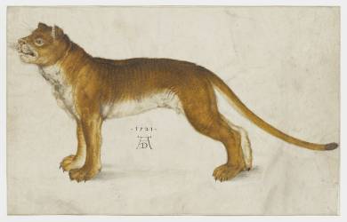 Lionne (Albrecht Dürer) - Muzeo.com