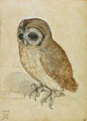 Little Owl (Albrecht Dürer) - Muzeo.com