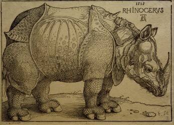 Rhinocéros (Albrecht Dürer) - Muzeo.com