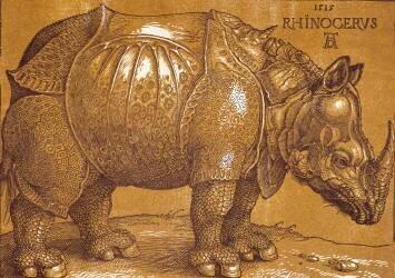 Rhinoceros (Albrecht Dürer) - Muzeo.com