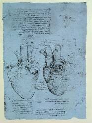 The Heart (Leonardo da Vinci) - Muzeo.com