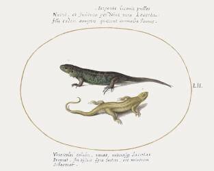 Two Lizards (Joris Hoefnagel) - Muzeo.com