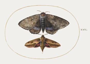 Two night butterflies (Joris Hoefnagel) - Muzeo.com