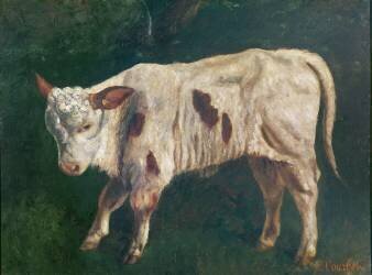 A Calf (Gustave Courbet) - Muzeo.com