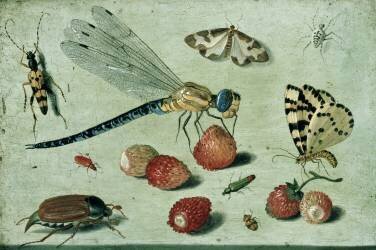 A Dragon-fly (Jan van Kessel) - Muzeo.com