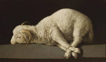 Agnus Dei (Francisco de Zurbaran) - Muzeo.com