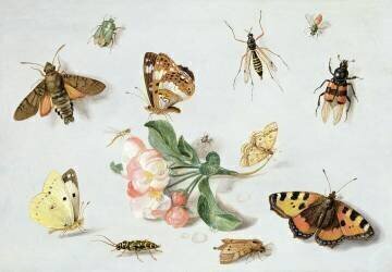 Butterflies (Jan van Kessel) - Muzeo.com