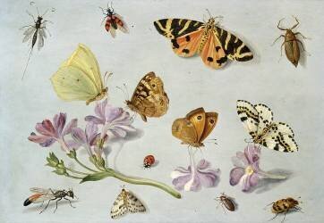 Butterflies (Jan van Kessel) - Muzeo.com