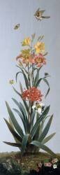 Hémérocalle jaune, Hémérocalle fauve, Amaryllis à feuilles recourbées, Morée à longue gaine (Pierre Joseph Redouté) - Muzeo.com