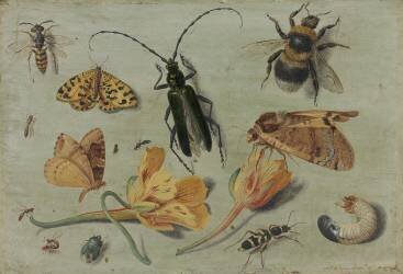 Insects (Jan van Kessel) - Muzeo.com