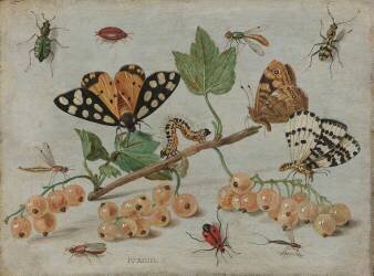 Insects and Fruit (Jan van Kessel) - Muzeo.com