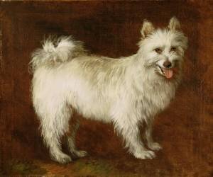 Spitz Dog (Thomas Gainsborough) - Muzeo.com