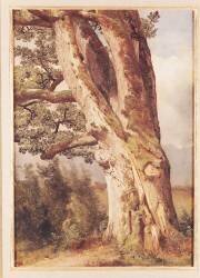 The Oak (Alexandre Calame) - Muzeo.com