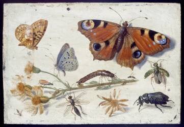 Three Butterflies (Jan van Kessel) - Muzeo.com