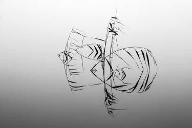 Angelfishes (Siv Wester) - Muzeo.com