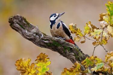 Autumn woodpecker (Mario Suarez) - Muzeo.com