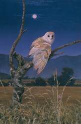 Barn Owl (Simon Cook) - Muzeo.com