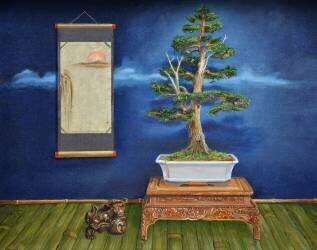 Bonsai (Trevor Neal) - Muzeo.com