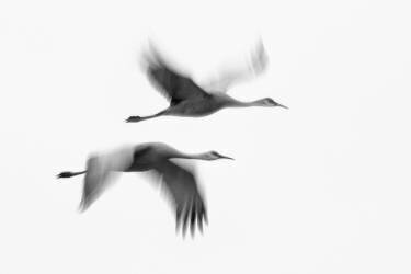 Dream Couple (John Fan) - Muzeo.com