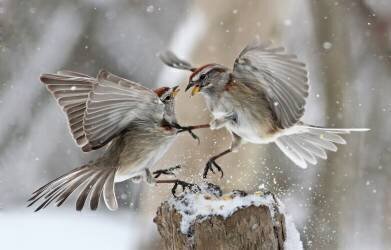 Fight Club (Mircea Costina ) - Muzeo.com