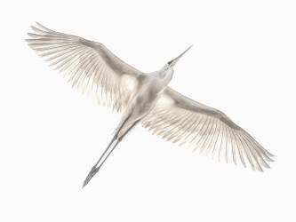 Fly (Keren Or) - Muzeo.com