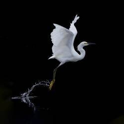 Fly (Tracy) - Muzeo.com