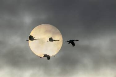 Flying High (John Fan) - Muzeo.com