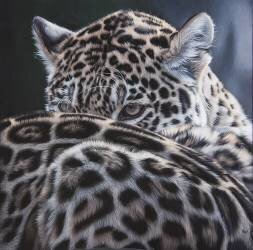 Jalousie (Christophe Drochon) - Muzeo.com