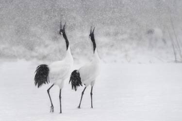 Japanes Cranes (Roberto Marchegiani) - Muzeo.com
