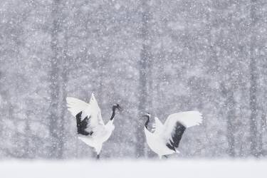 Japanese Cranes (Roberto Marchegiani) - Muzeo.com