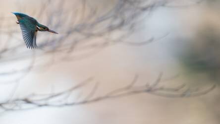 Kingfisher (Kunito Imai) - Muzeo.com