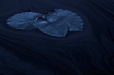 Leaf (Allan Wallberg) - Muzeo.com