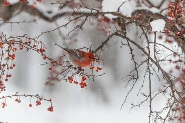 Nihonga (Osamu Asami) - Muzeo.com