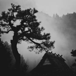 Pine (Tsuneya Fujii) - Muzeo.com